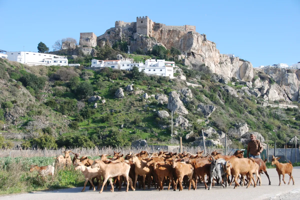moorish-castle-of-salobrena.jpg moorish-castle-of-salobrena.jpg
